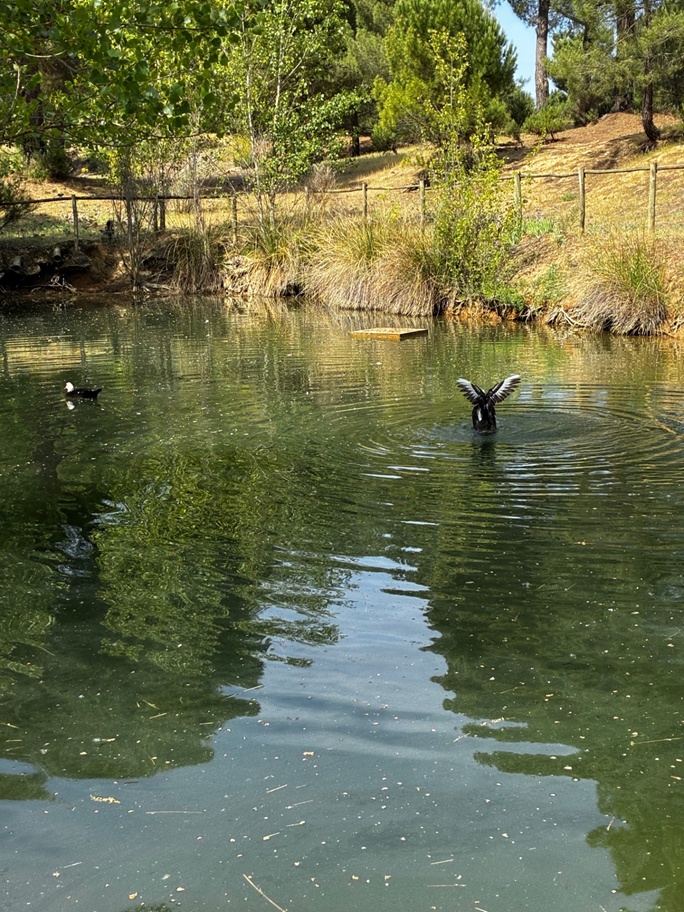 gallery-charca-aves