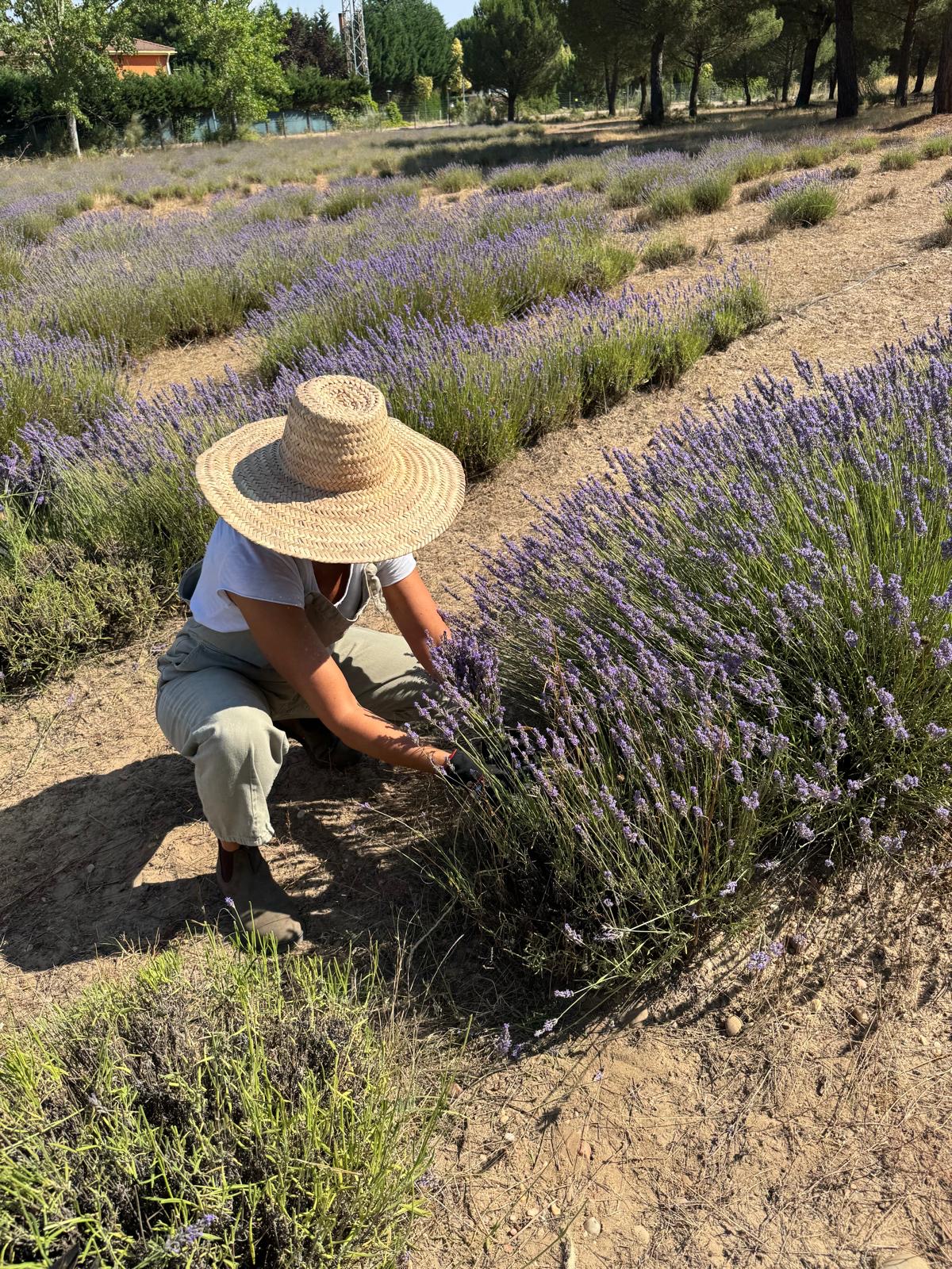 gallery-lavanda-trabajo-Cr9qzlyY